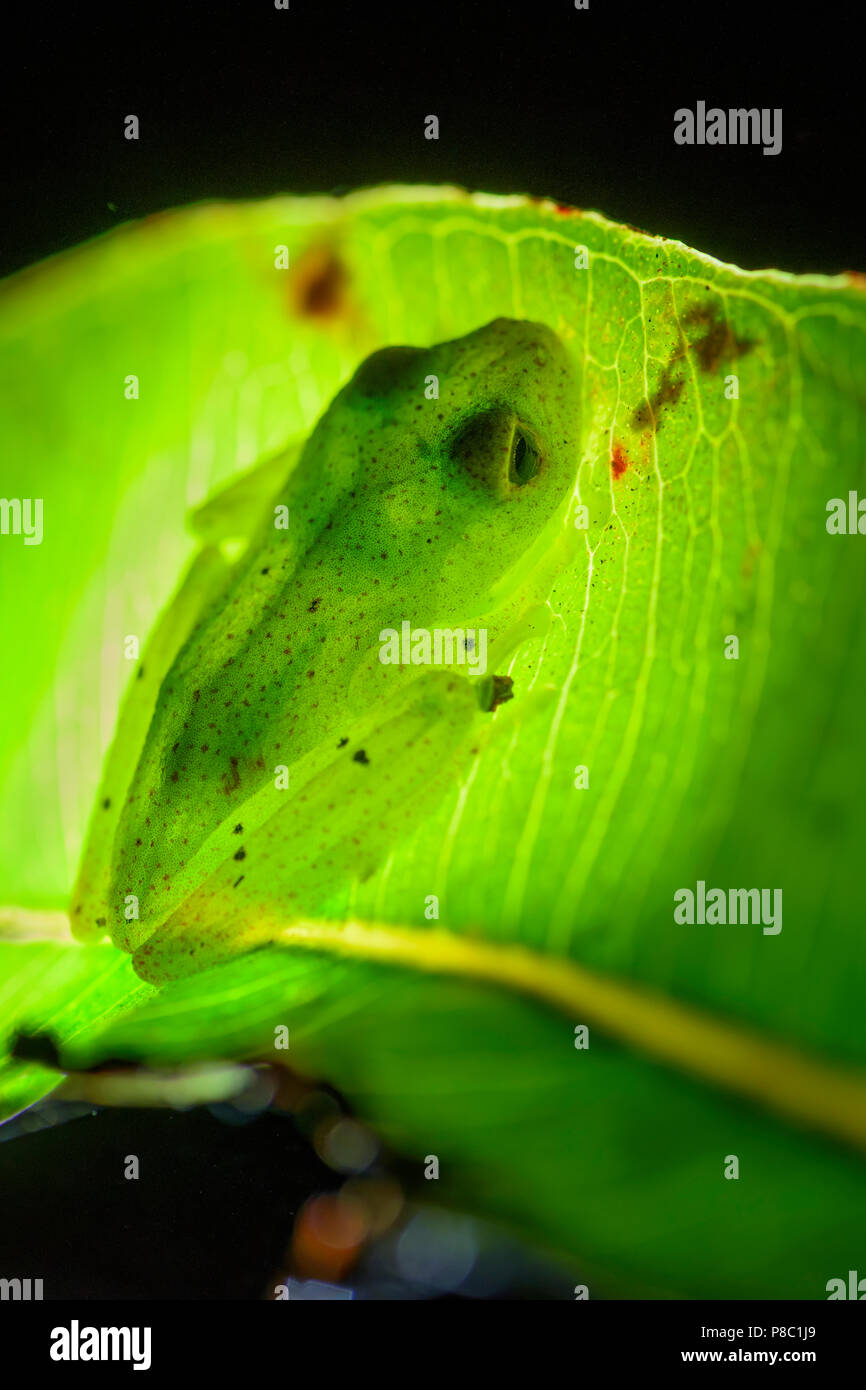 Punteggiata rossa rana - Boophis bottae, splendido Notturno rana endemica del Madagascar foreste, Andasibe. Foto Stock