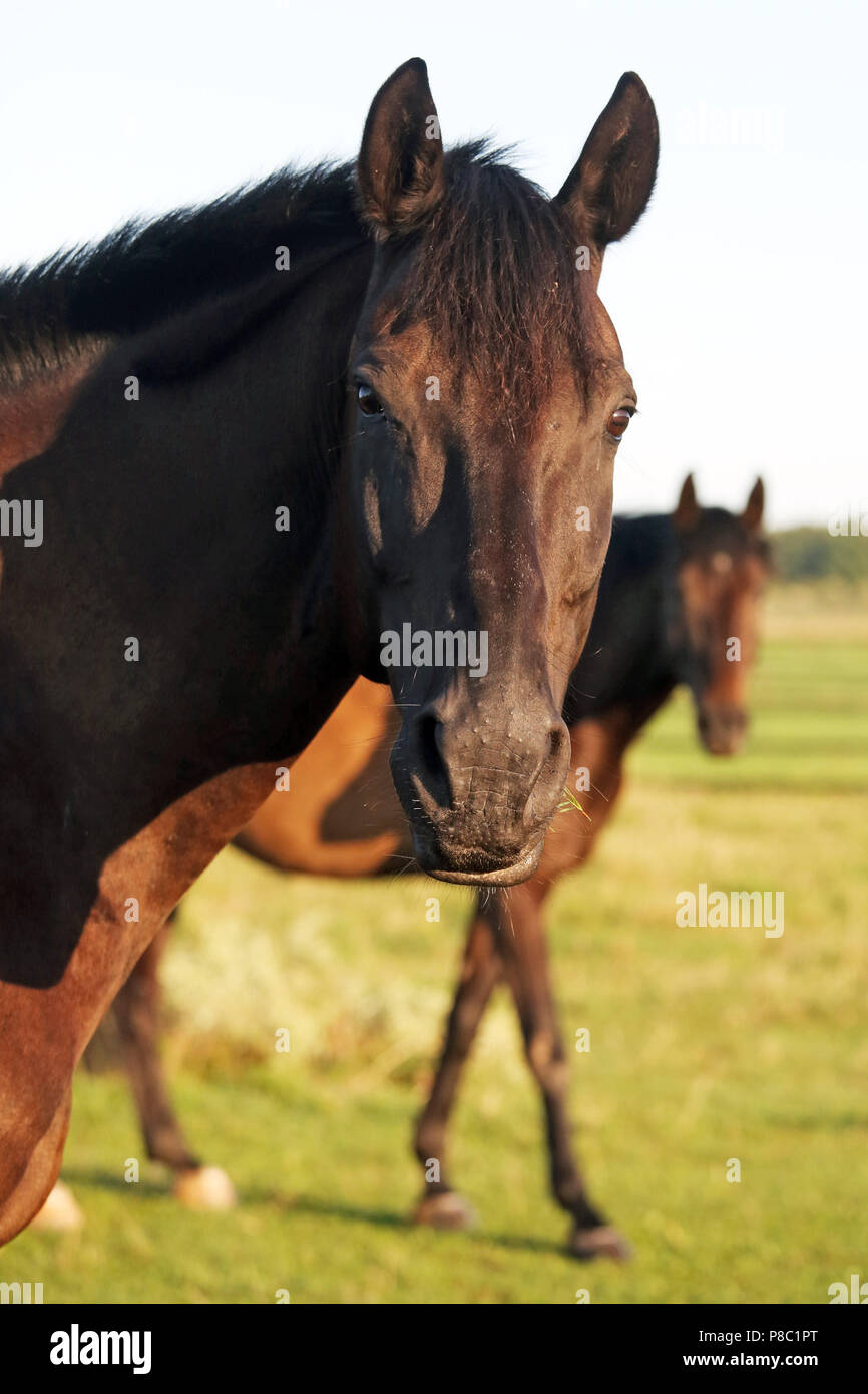 Gestuet Westerberg, cavalli guardare attentamente in mattinata al pascolo Foto Stock