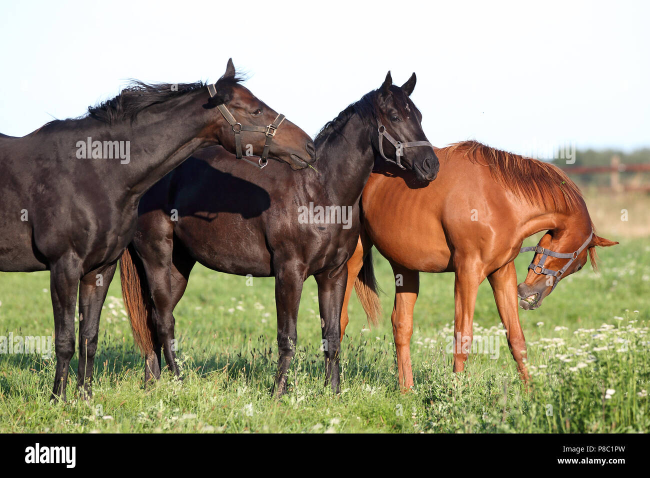 Gesto Westerberg, cavalli al mattino in un pascolo Foto Stock