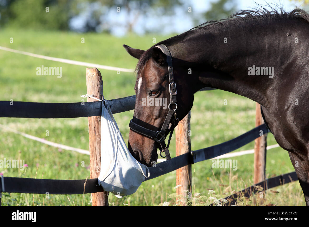 Gestuet Westerberg, cavallo sniffs curiosamente del pascolo su un sacco di pulizia Foto Stock