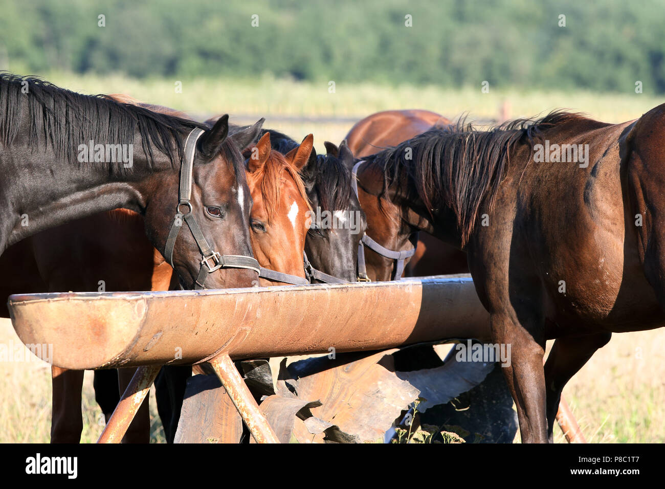Gestuet Westerberg, mangiare i cavalli al pascolo da una mangiatoia Foto Stock