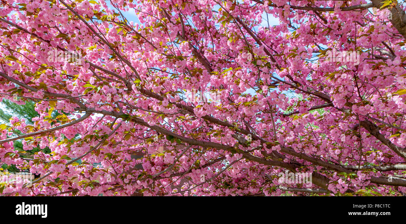 Un Cherry Blossoms di albero in primavera. Foto Stock