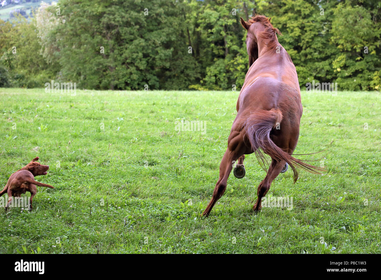 Gesto Westerberg, cavallo e cane giocare insieme al pascolo Foto Stock
