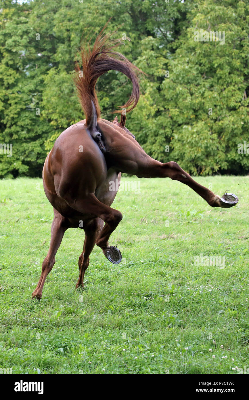Gestuet Westerberg, cavallo Torna scioperi del pascolo Foto Stock