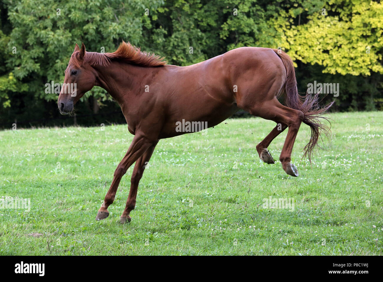 Gestuet Westerberg, curvò cavallo al pascolo Foto Stock