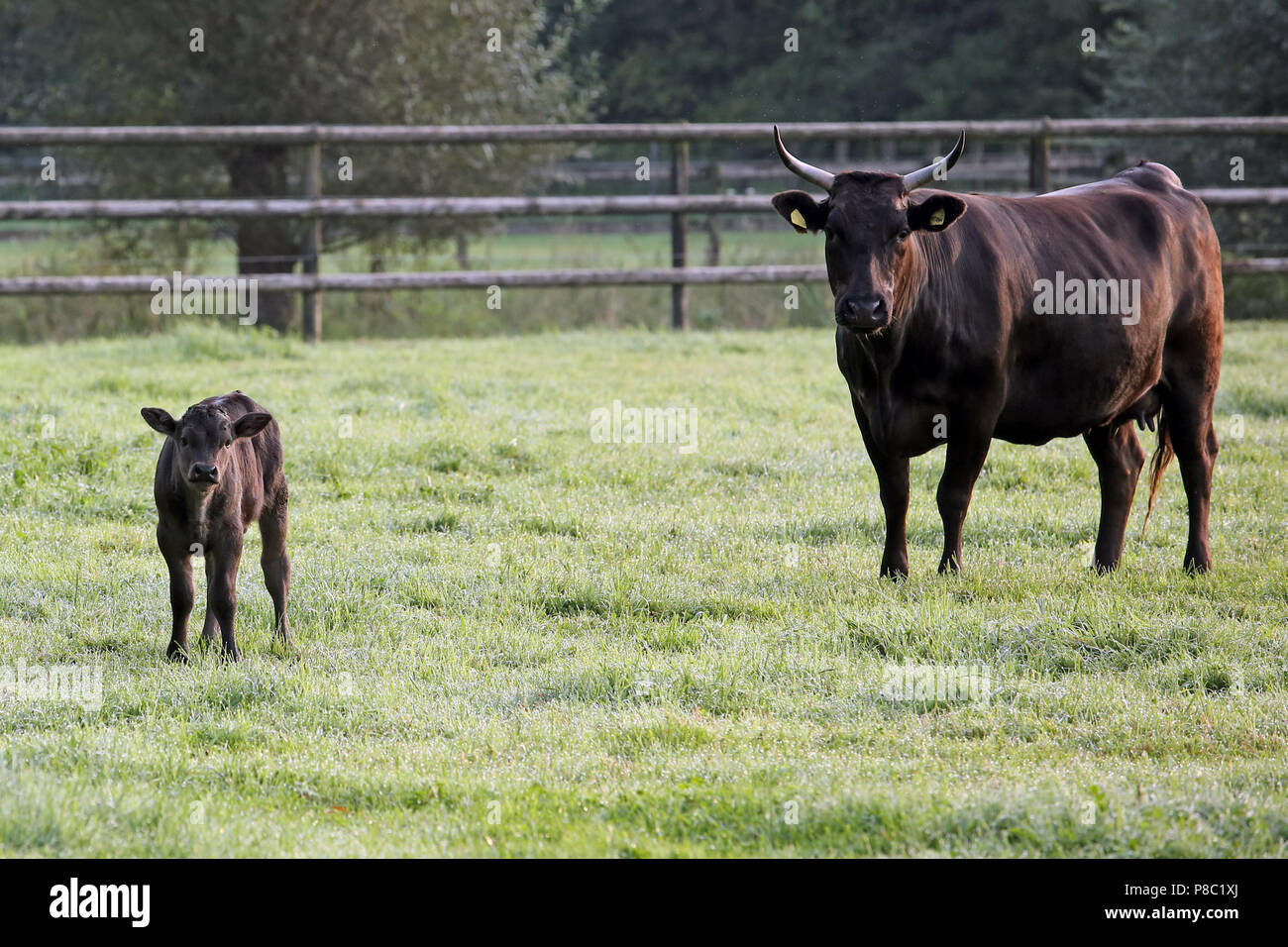 Gestüt Itlingen, mucca e vitello stare attento su un paddock Foto Stock