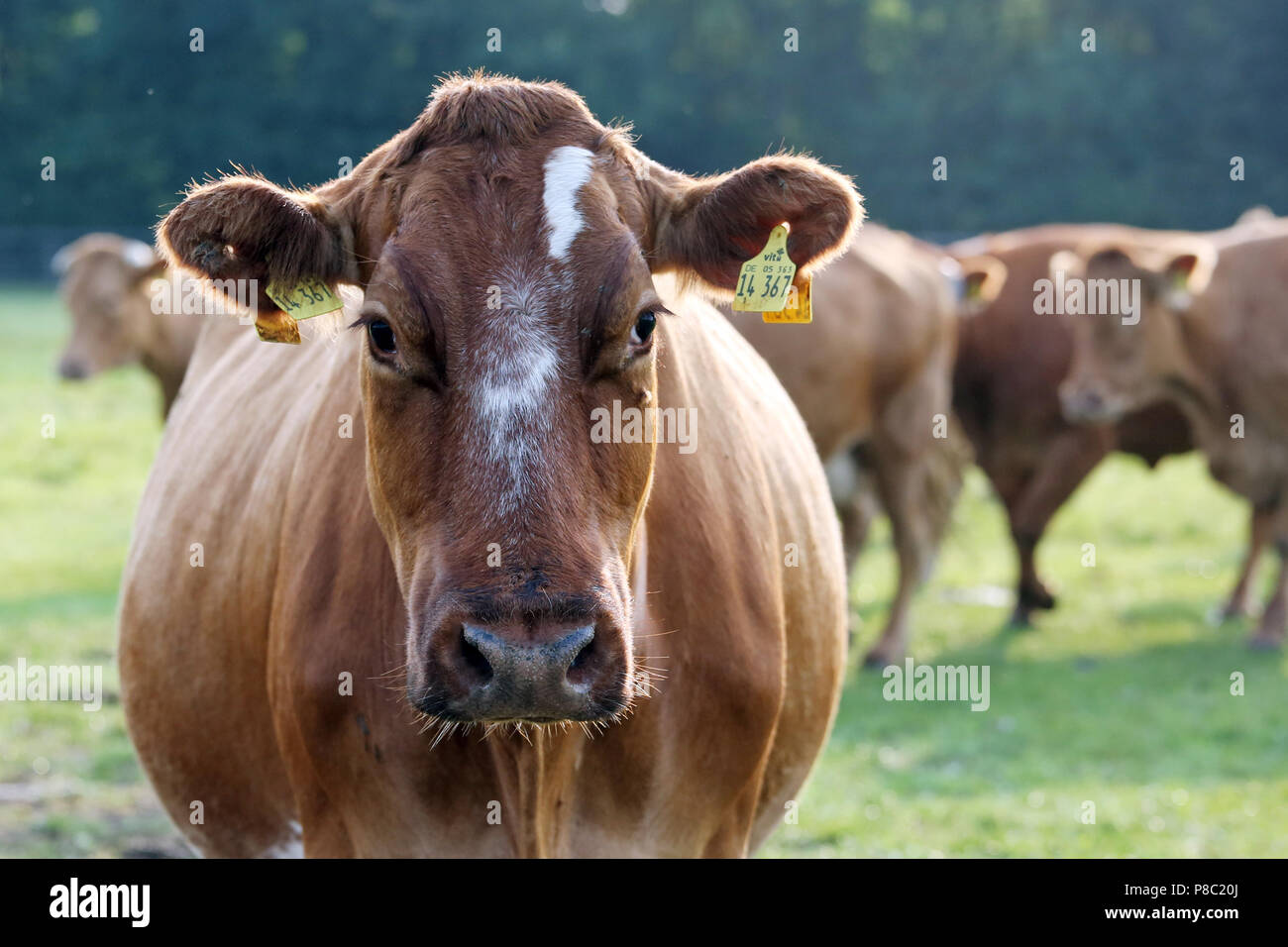 Ascheberg-Herbern, Germania, bovini in un pascolo guarda con attenzione al visualizzatore Foto Stock
