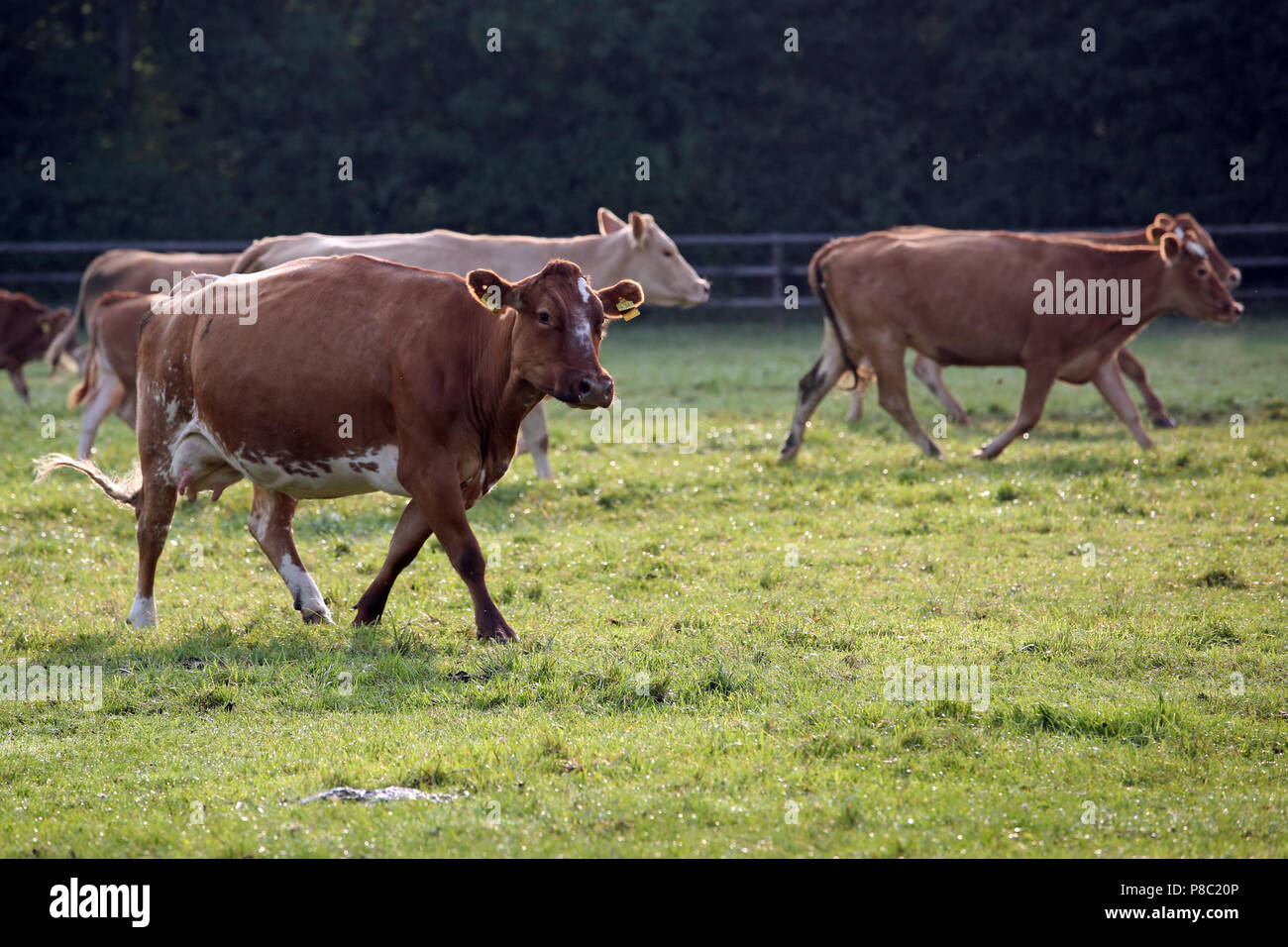 Ascheberg-Herbern, Germania, bovini su un pascolo in movimento Foto Stock