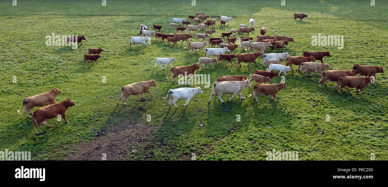 Ascheberg-Herbern, Germania, bovini su un pascolo in moto da occhio di un uccello Foto Stock