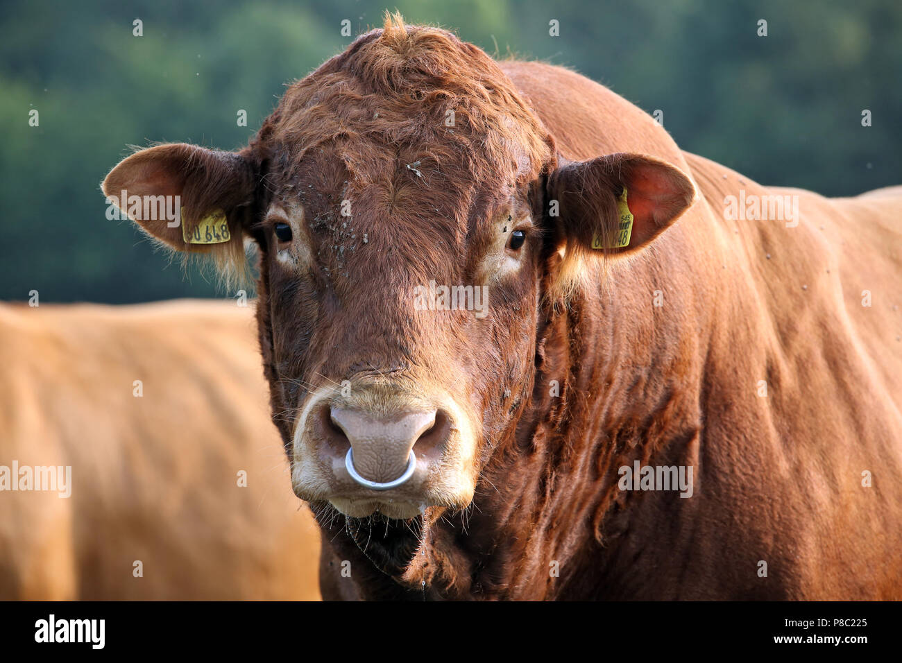 Ascheberg-Herbern, Germania, bovini bull su un pascolo guarda con attenzione al visualizzatore Foto Stock