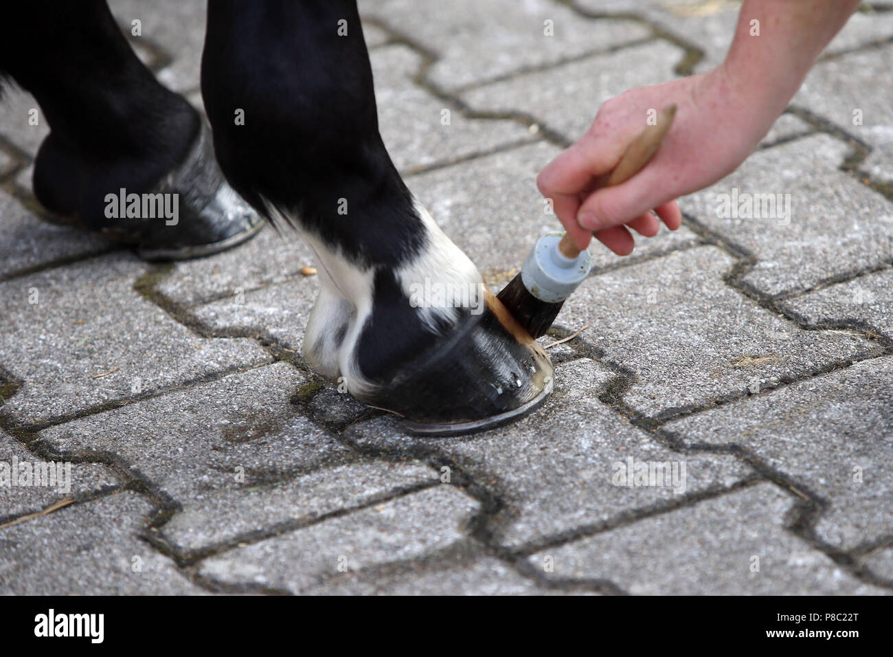 Iffezheim, zoccolo di un cavallo è ingrassato Foto Stock