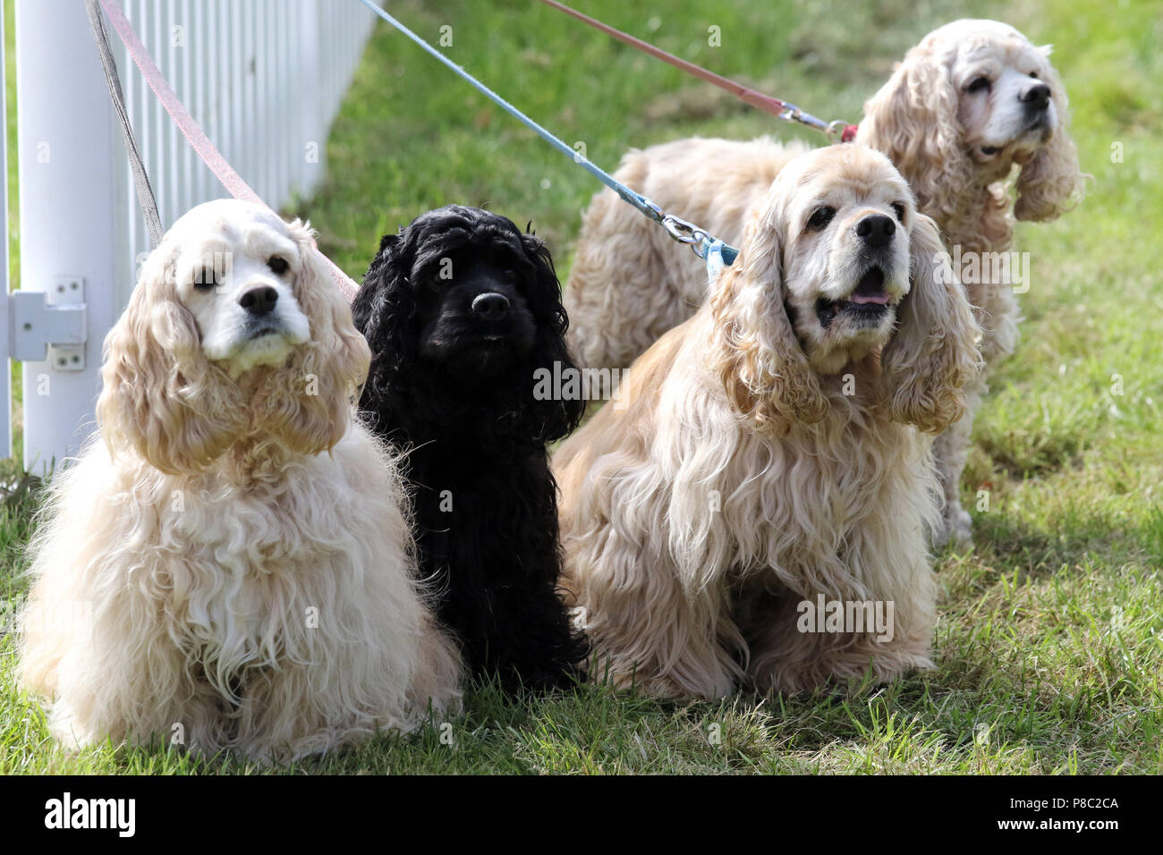 Hannover, Germania, American Cocker Spaniel Foto Stock