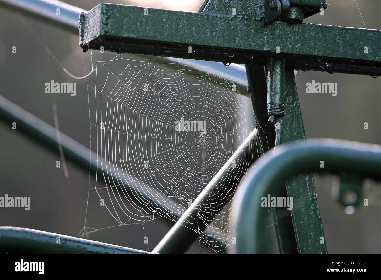 Neuenhagen, Germania, spider web Foto Stock