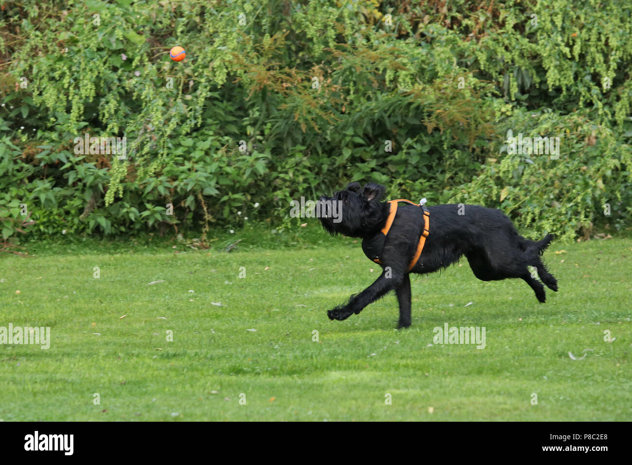 Neuenhagen, Germania, Riesenschnauzer corre dopo una sfera Foto Stock