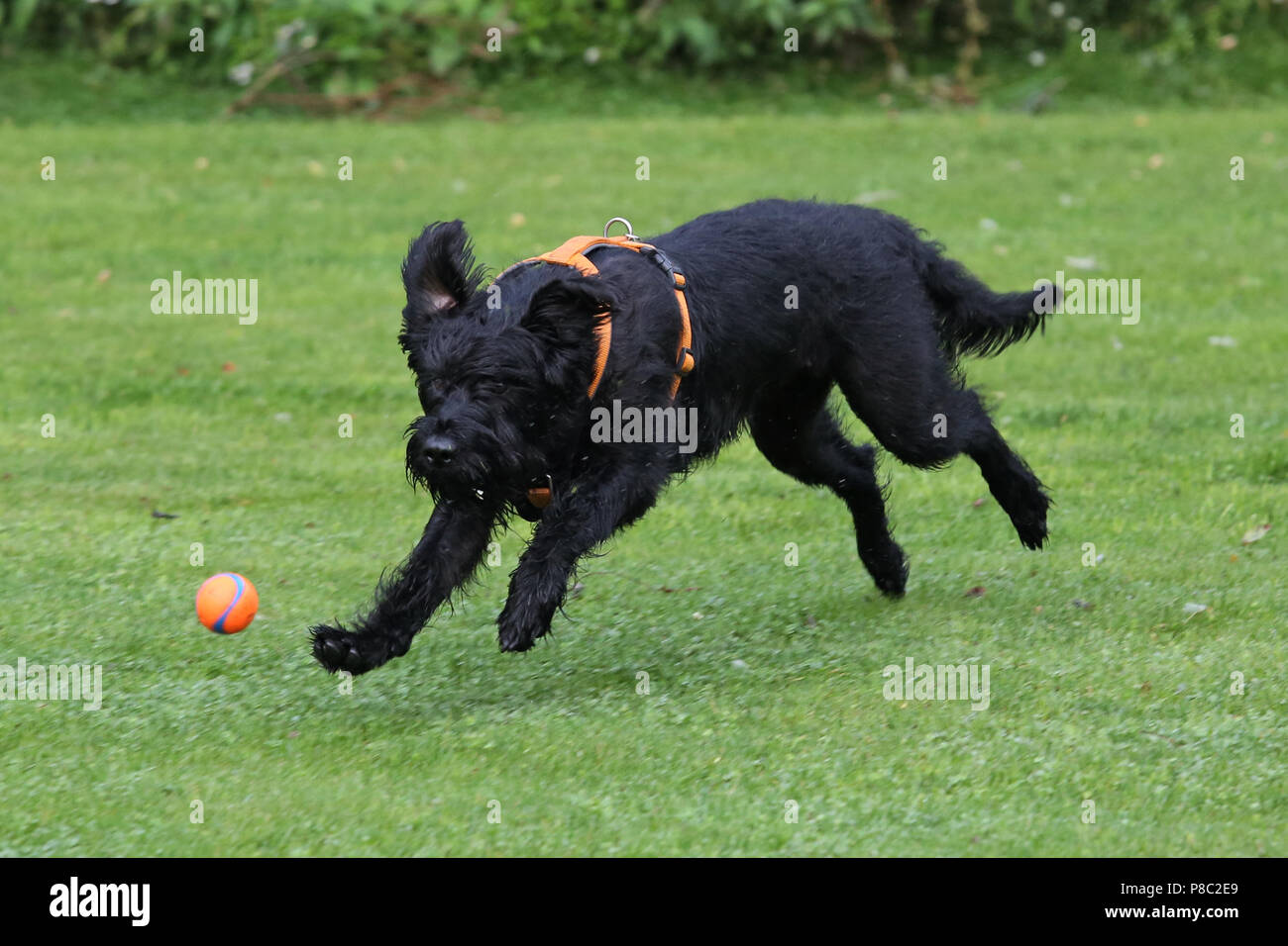 Neuenhagen, Germania, Riesenschnauzer corre dopo una sfera Foto Stock