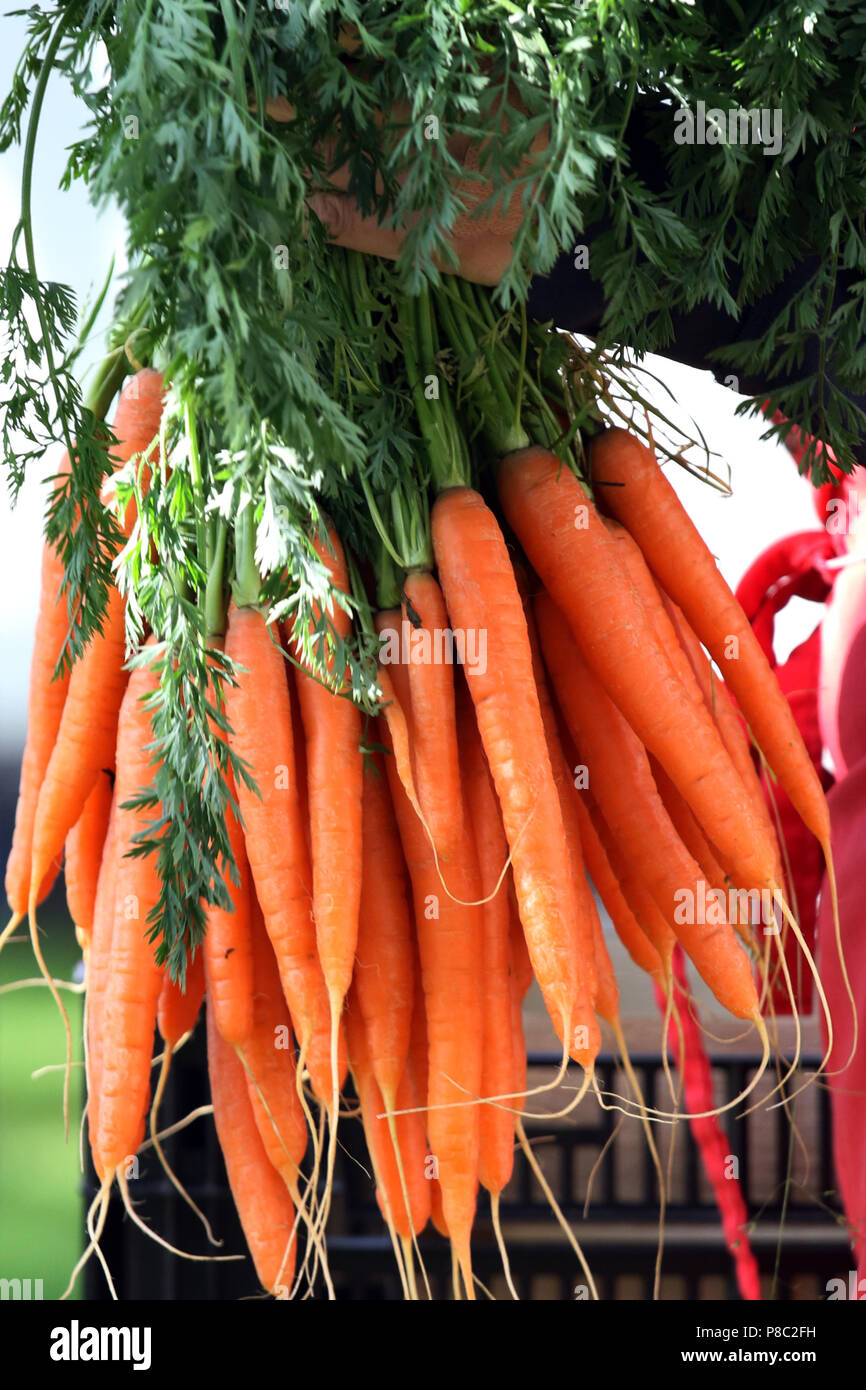 Hannover, mazzo di carote Foto Stock