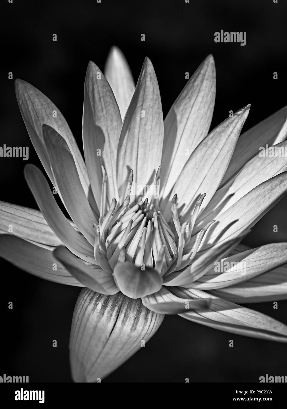 Il Woodlands TX USA - giugno 5, 2018 - blu & giglio giallo fiore di pad 1 Foto Stock