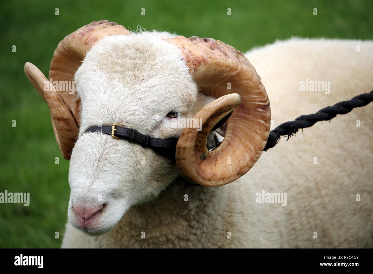 Close Up Di Un Maschio Di Ram Pecora Con Grandi Corna Di Ricci Su Un Cuoio E Corda Briglia Foto Stock Alamy