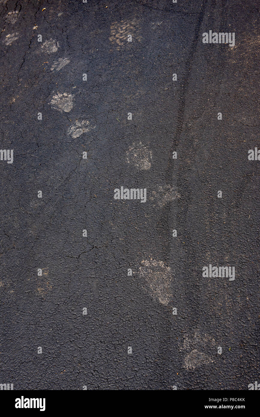 Terreni fangosi black bear tracce su un asfalto carraio nelle Montagne Adirondack, NY USA con tracce di pneumatici per il confronto delle dimensioni Foto Stock