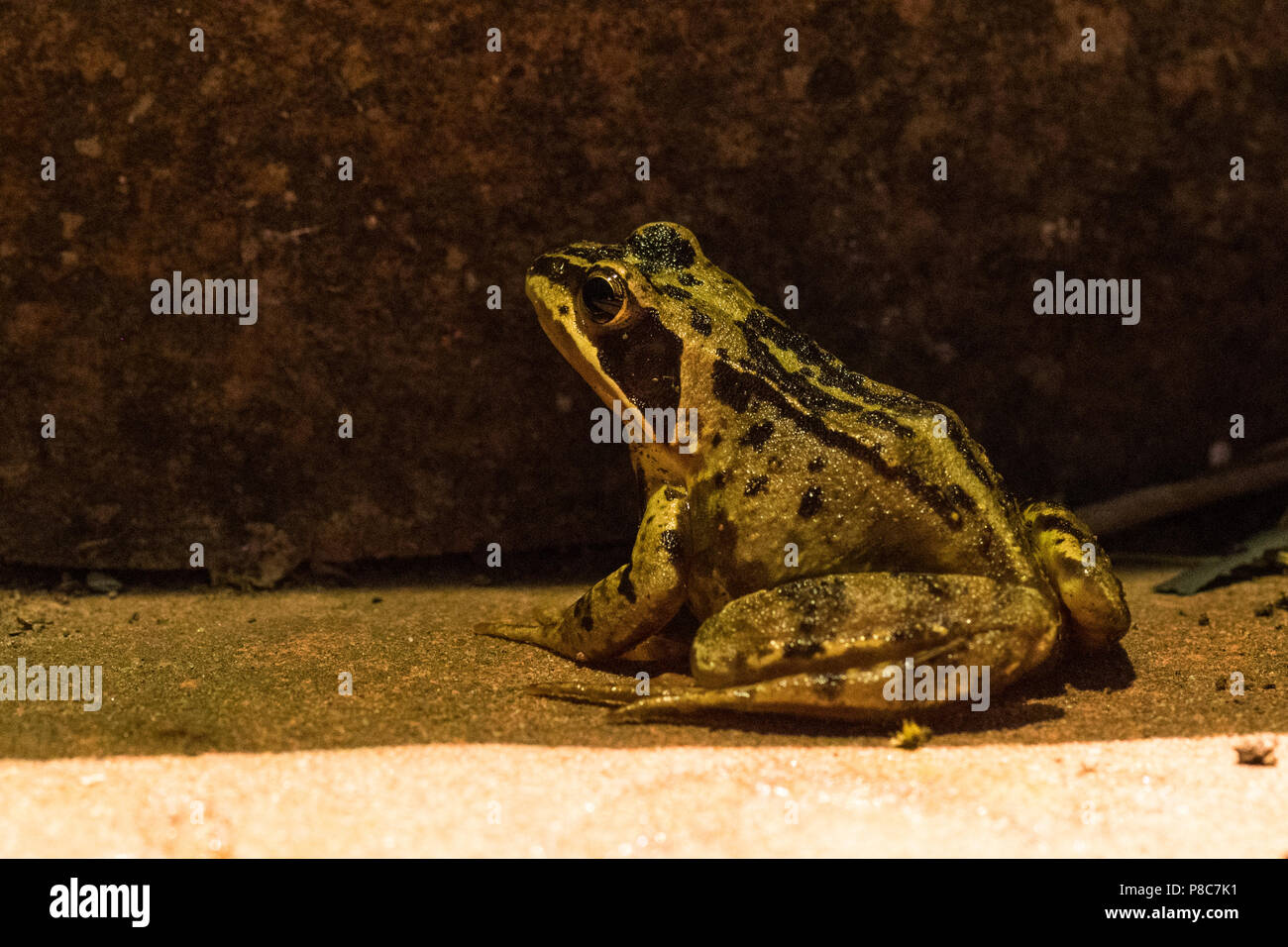 Giardino wildlife uk di notte - una rana comune (Rana temporaria' seduto fuori casa durante la notte Foto Stock