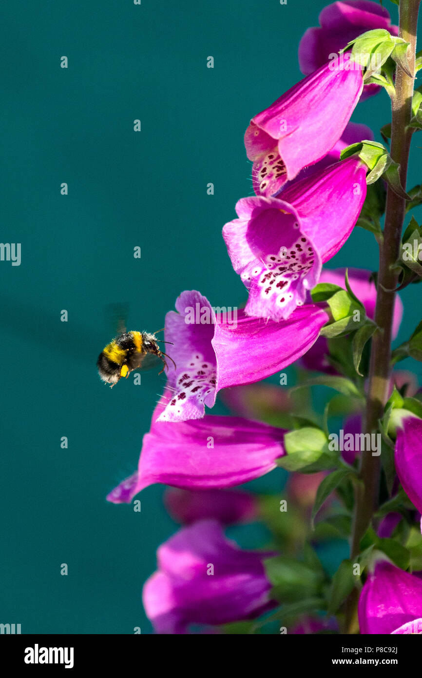 Bumble Bee di atterraggio su foxglove flower ricerca di nettare Foto Stock