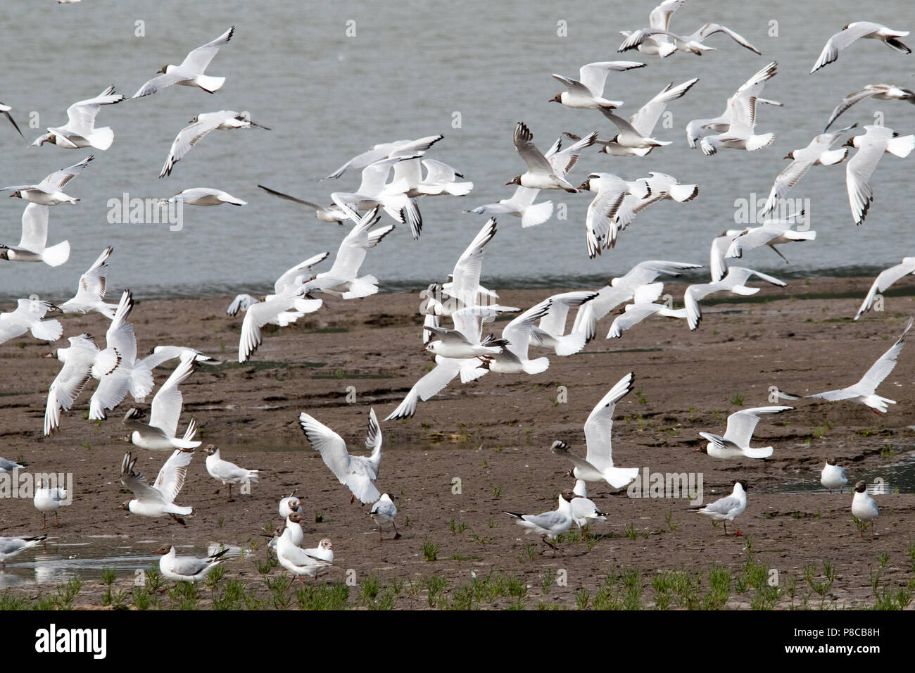Gregge di testa nera gabbiani (Chroicocephalus ridibundus) Foto Stock