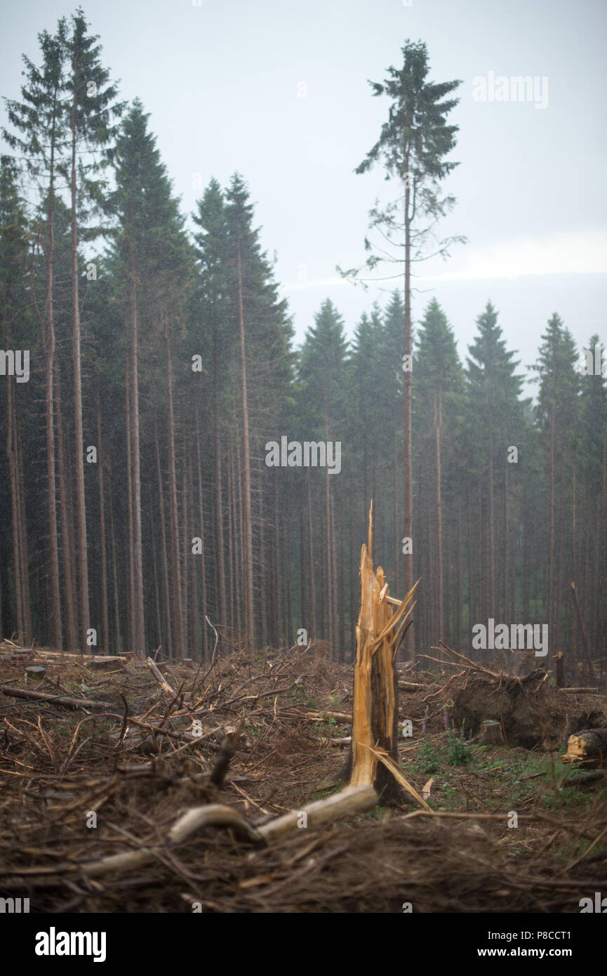 Drei Annen Hohne, Germania. Il 21 giugno, 2018. Un ceppo di albero in piedi in una zona di foresta, che fu distrutta da una tempesta. Forti tempeste sorgevano diversi mesi fa su molte parti della Germania e provocato il caos nelle foreste. Ora gli scolitidi sono impostazione di residenza nel rovesciato di abeti. Credito: Klaus-Dietmar Gabbert/dpa-Zentralbild/dpa/Alamy Live News Foto Stock