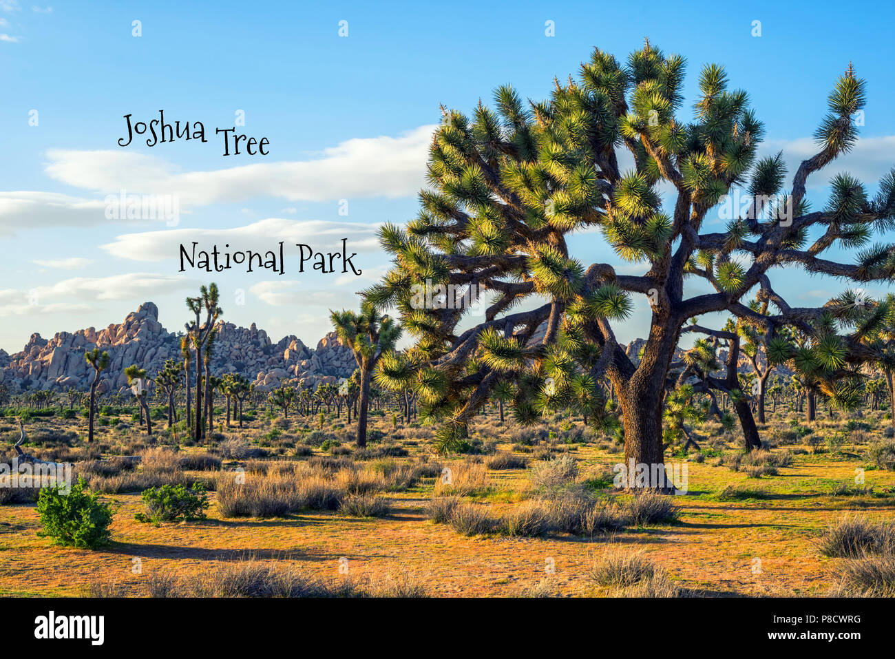 Concetto di viaggio. Fotografia di Joshua Tree National Park. In California, Stati Uniti d'America Foto Stock