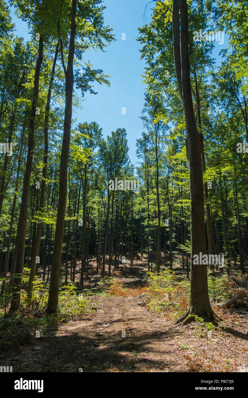 Un pezzo di cielo blu nello spazio tra le cime degli alberi che crescono in foresta con elevata trunk liscia senza rami. . Per il vostro design Foto Stock