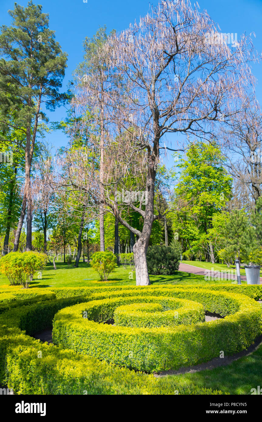 Cespugli di verde nel parco sono piantati nella forma di un labirinto a spirale. Bellezza e solo . Per il vostro design Foto Stock