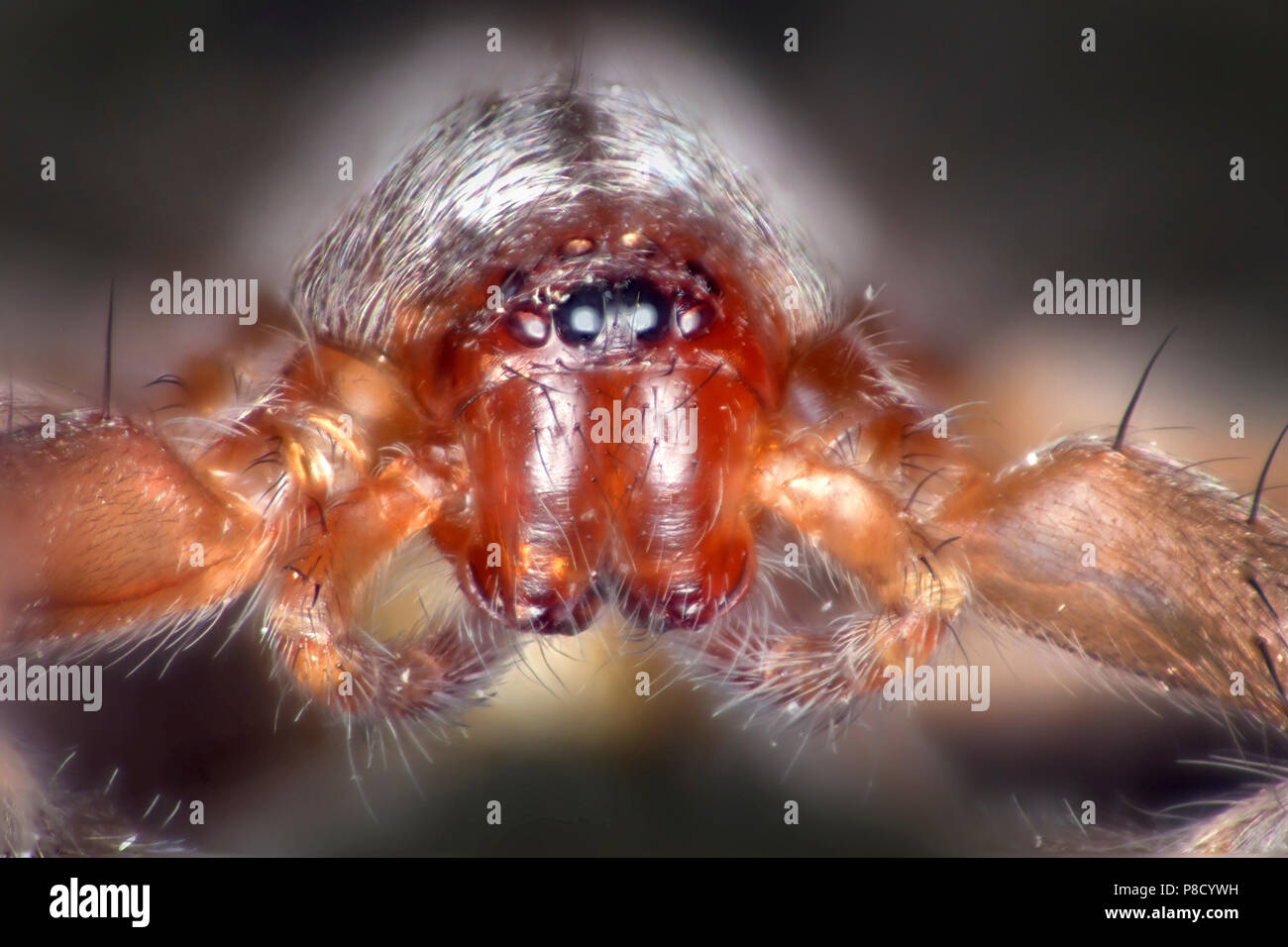 Spider, Drassodes sp.close-up mostra occhi sporgenti Foto Stock