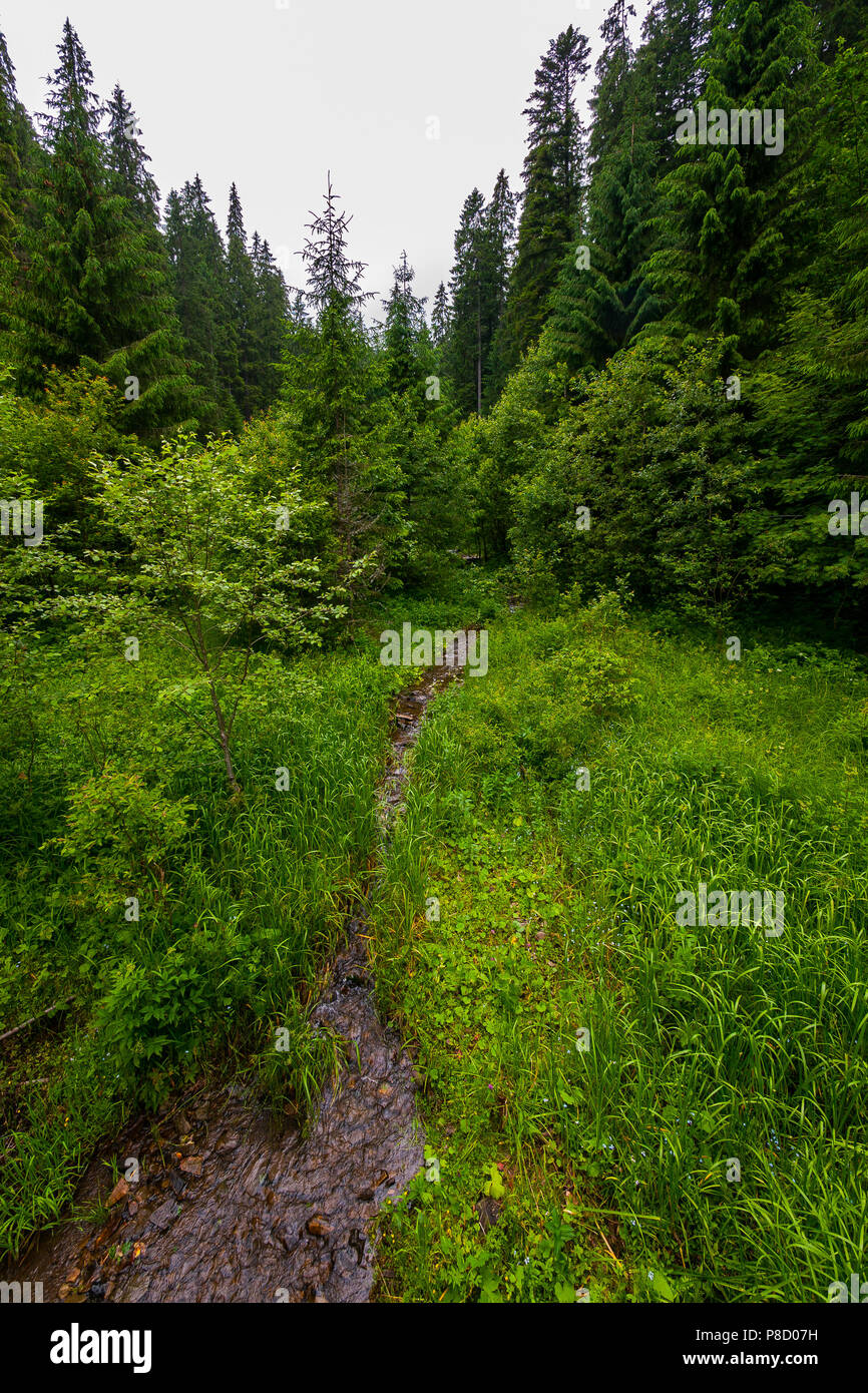 Un cristallo freschi creek in esecuzione tra erba nel bosco . Per il vostro design Foto Stock