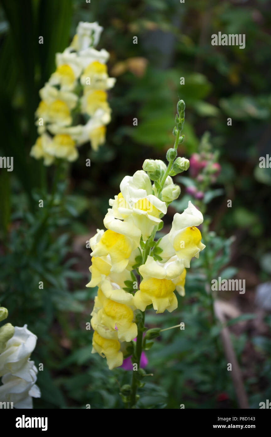 Giallo fiori antirrhinum, comunemente noto come bocche di leone. Foto Stock