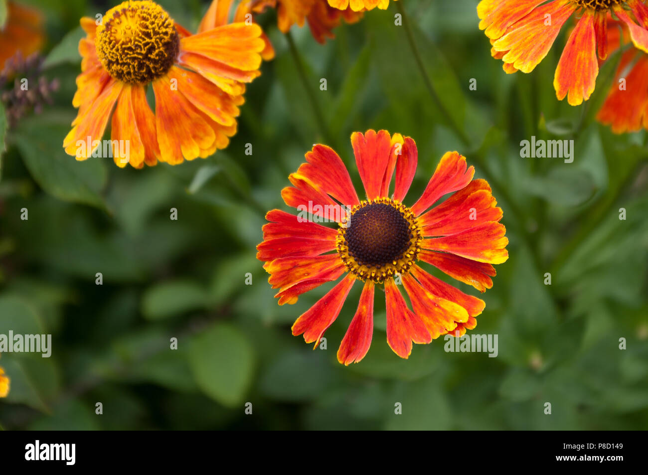 Rosso arancione Helenium Waltraut fiore completamente aperto con gli altri al bordo superiore. Bokeh sfondo. Foto Stock