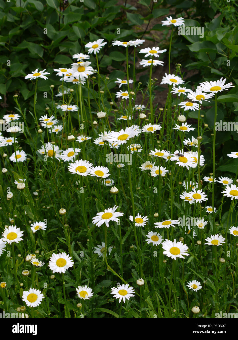 Ammenda delicato giallo margherite bianco su verde alta gambi crescono in un lussureggiante bouquet tra cespugli verdi. . Per il vostro design Foto Stock