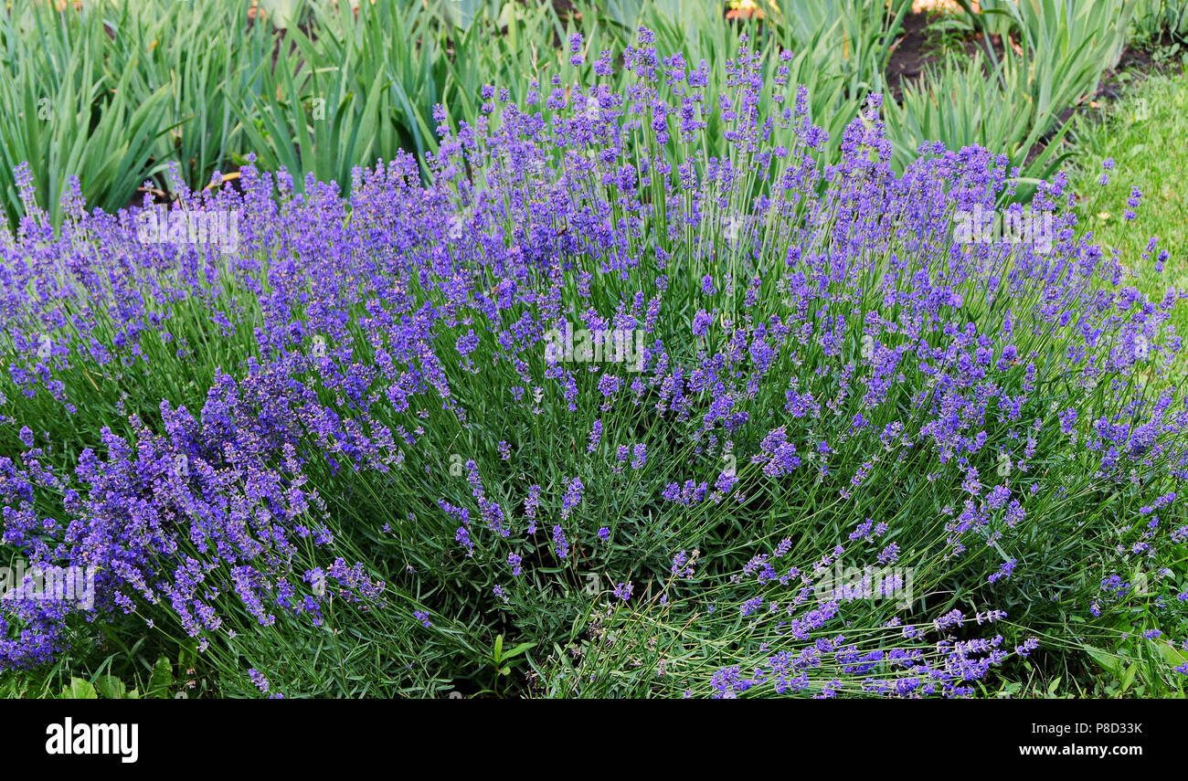 La lussureggiante blu lavanda bush con piccoli e morbidi fiori su un high leg incantevole la sua bellezza e il suo aroma. . Per il vostro design Foto Stock