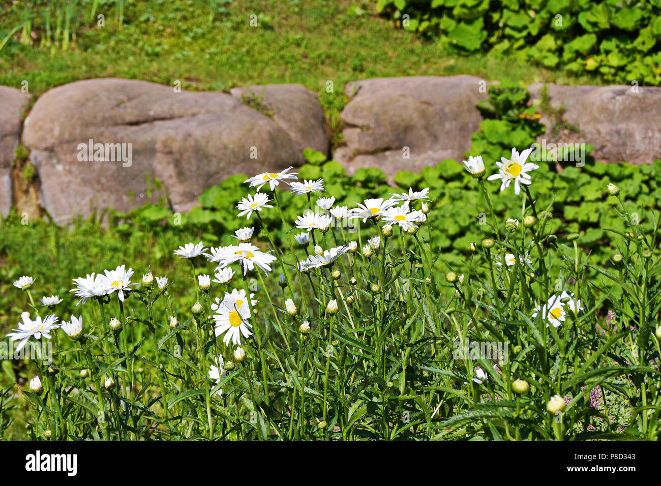 Bella bianco margherite crescente tra l'erba verde su una bella giornata d'estate. Uno dei più comuni e riconoscibile di fiori selvatici. . Per il vostro design Foto Stock