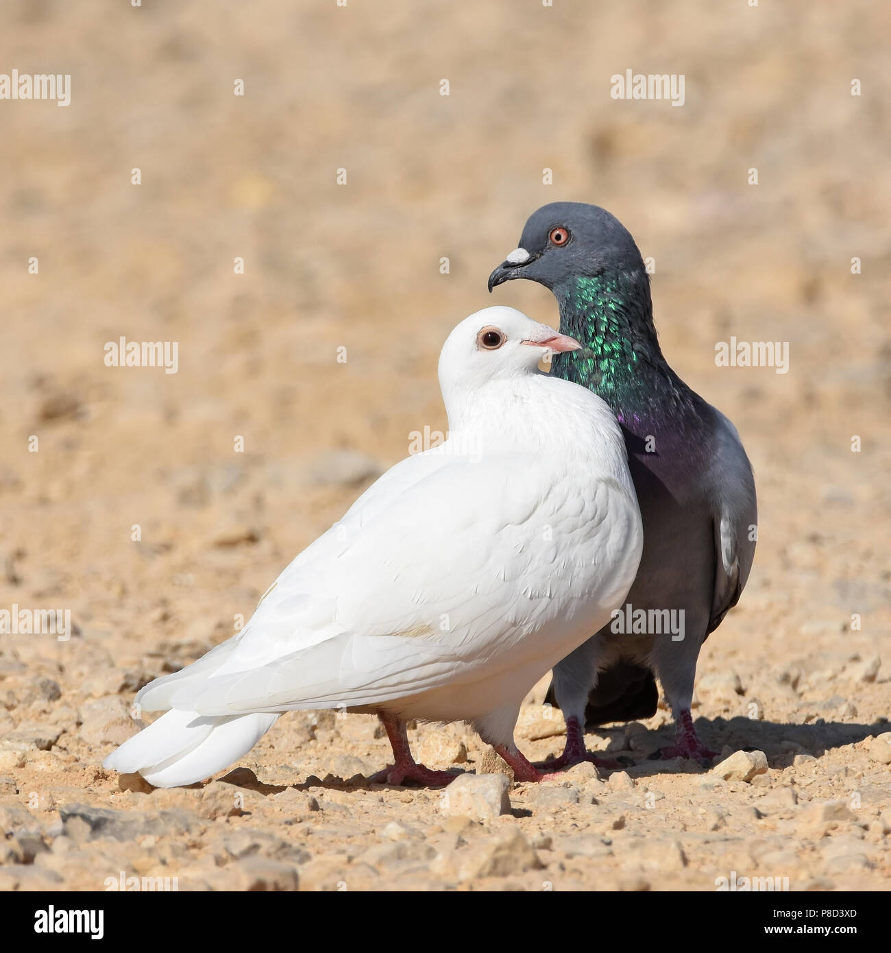 Pigeon corteggiamento Foto Stock