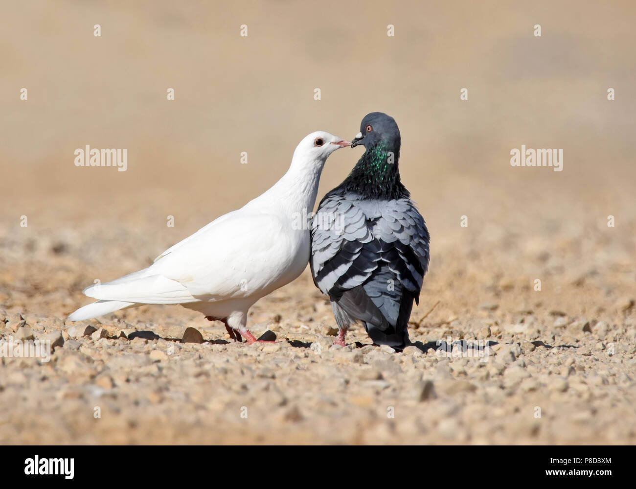 Pigeon corteggiamento Foto Stock