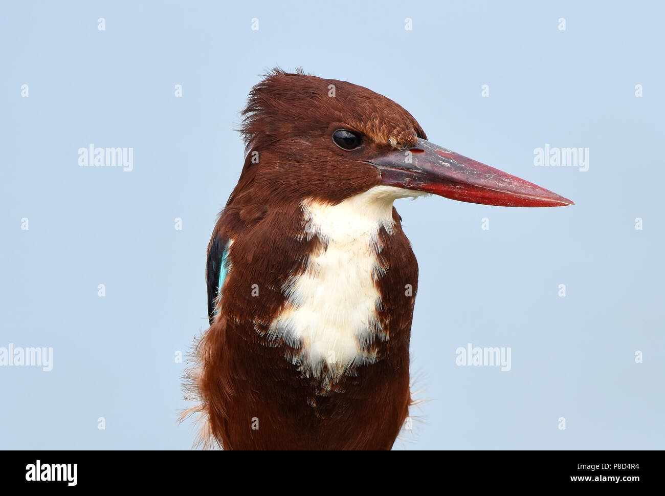 Bianco-breasted kingfisher, (Halcyon smyrnensis) Foto Stock