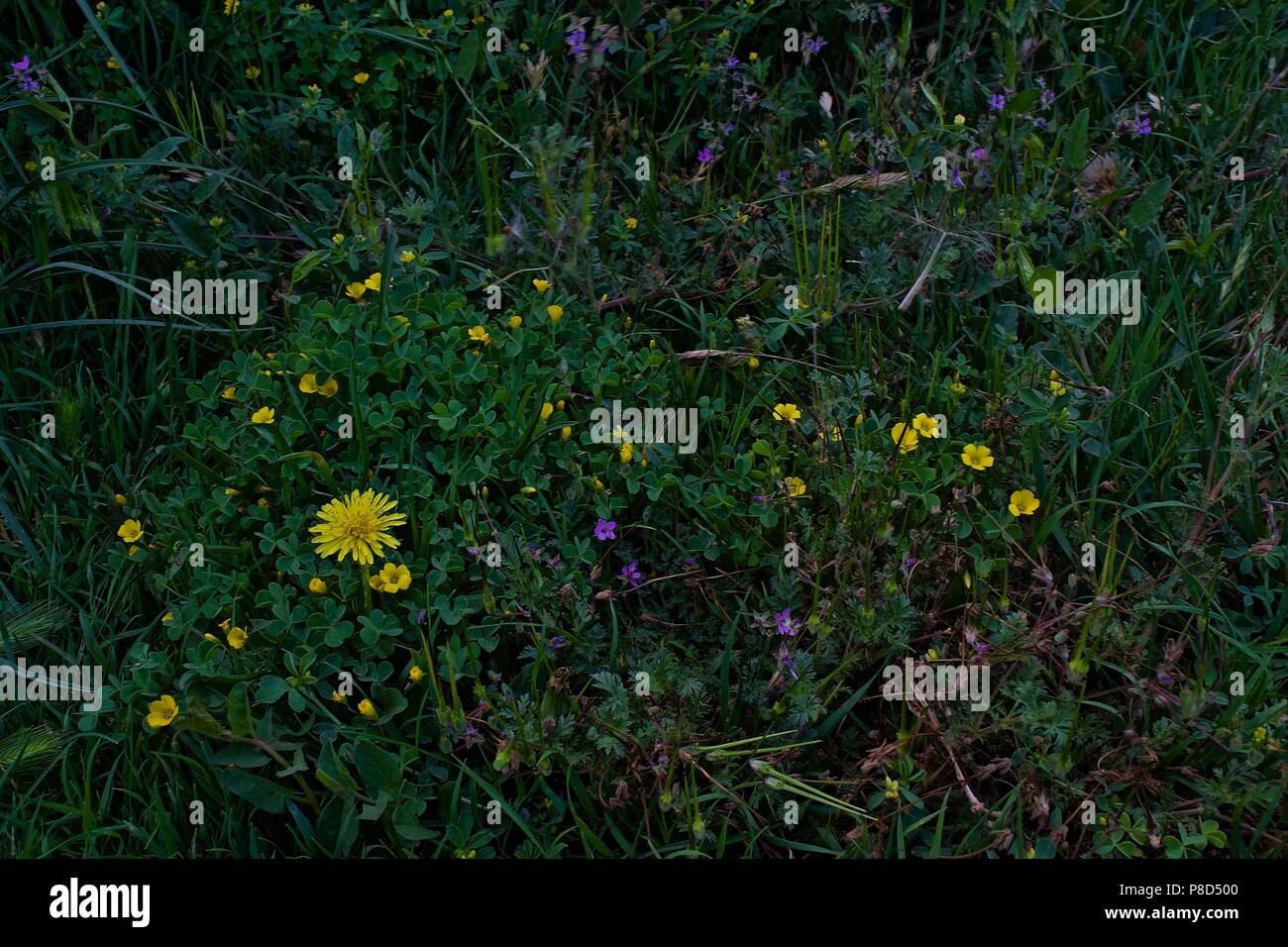 Blooming Milkweed, giallo e rosa trifoglio in molti Canyon, Texas Foto Stock