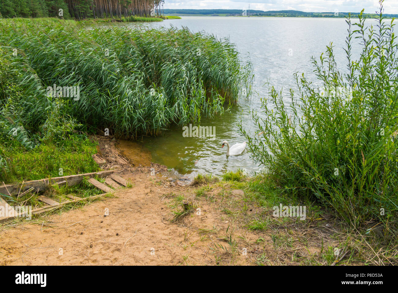 Un grande lago fresco con il litorale di sabbia e alberi di pino intorno al quartiere. snow-bianco vorticoso di oscillazione tra le canne . Per il vostro design Foto Stock