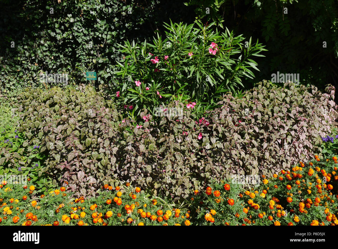 Un letto floreale con grandi arbusti, piccoli bellissimi fiori e altre piante decorative . Per il vostro design Foto Stock