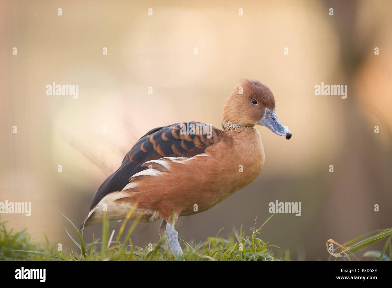 Sibilo fulvous duck, fulvous anatra ad albero Foto Stock