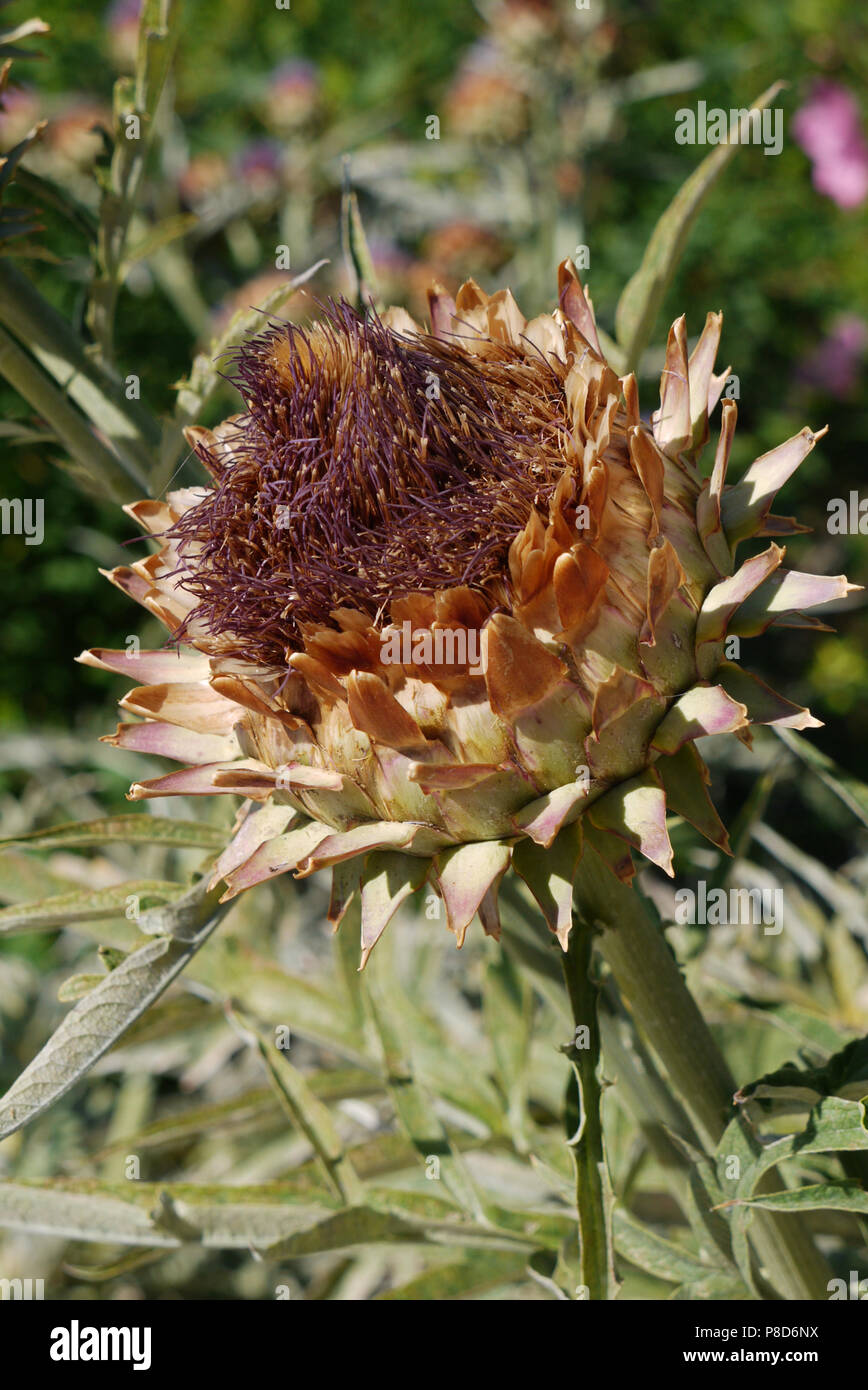 Nel fuoco di fiori freschi e riposati thistle su un solido ad alto taglio . Per il vostro design Foto Stock