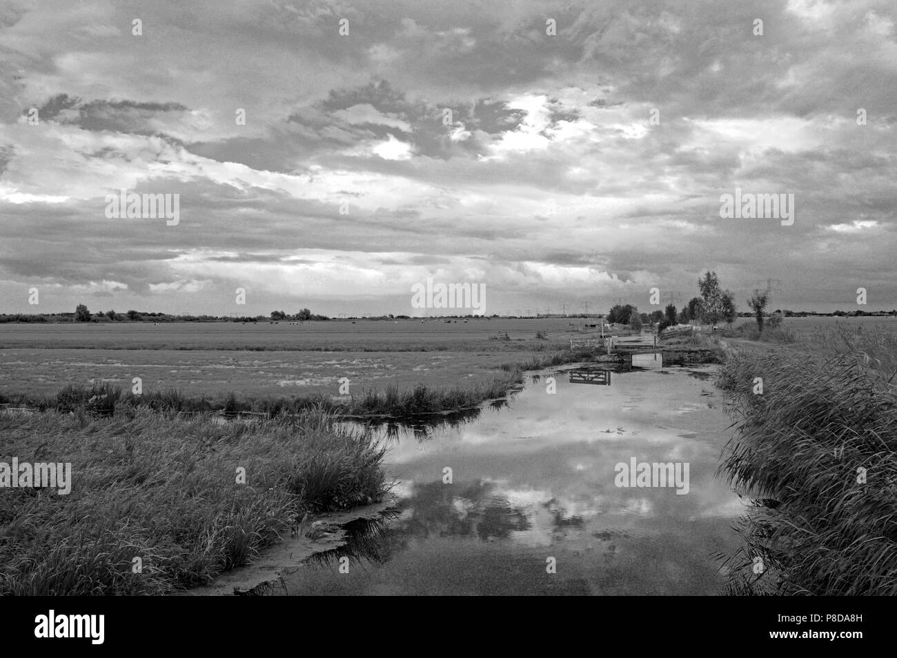 I campi di Olanda Foto Stock