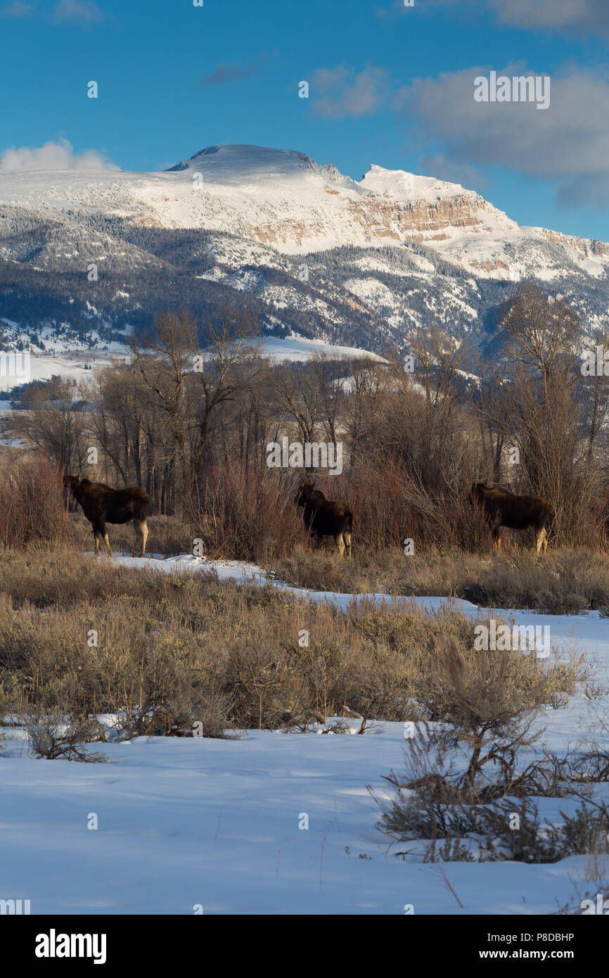 Un trio di alci navigare sui salici al di sotto del pelo di indiano il Gros Ventre montagne. Il Parco Nazionale del Grand Teton, Wyoming Foto Stock
