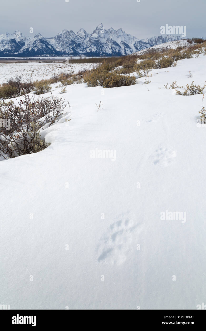 Cougar le vie che conducono verso la Teton Mountains in Jackson Hole. Il Parco Nazionale del Grand Teton, Wyoming Foto Stock
