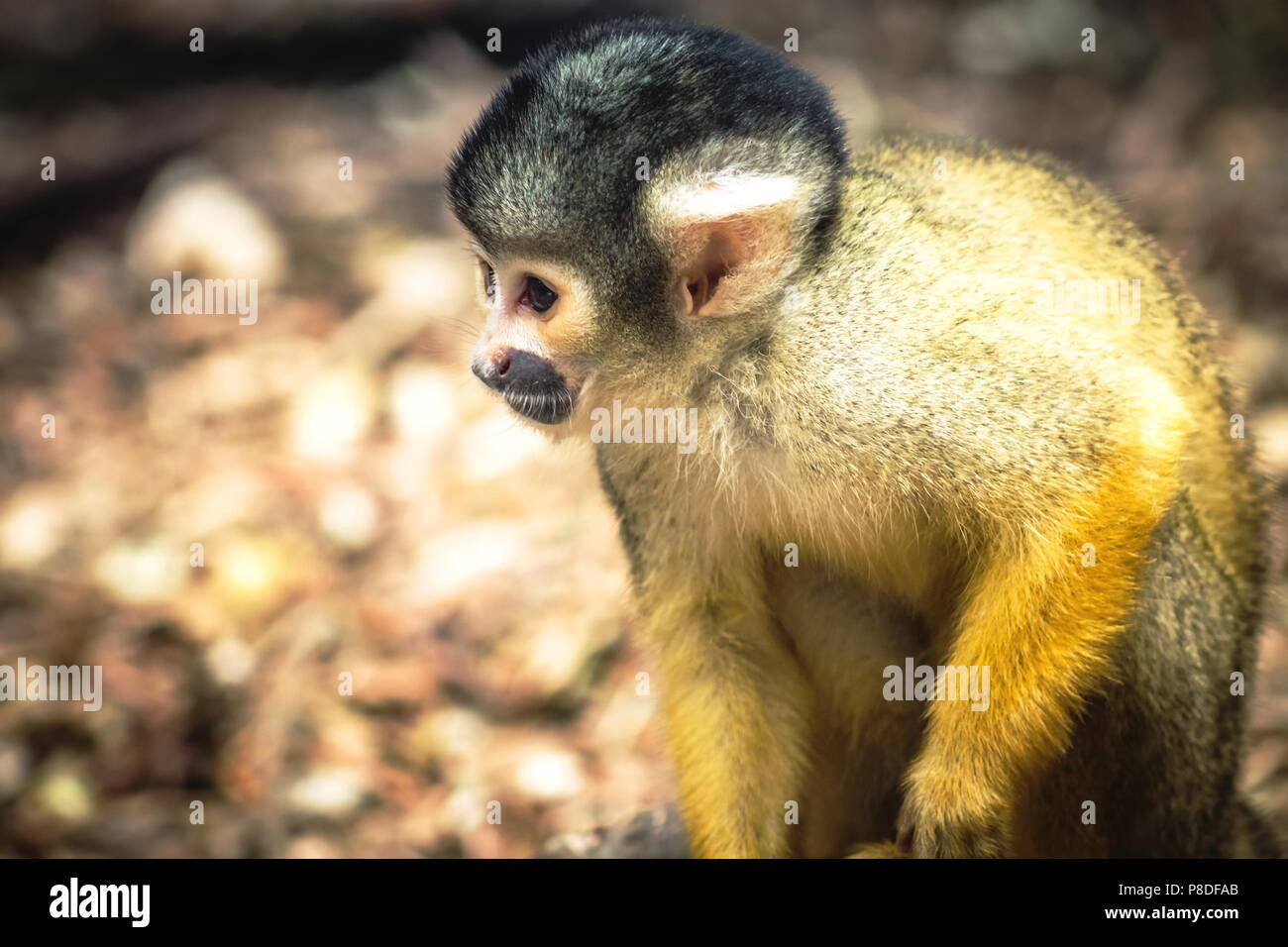 Il nero-capped Scimmia di scoiattolo (Saimiri boliviensis) è un sud americana di Scimmia di scoiattolo, trovati in Bolivia, Brasile e Perù. Foto Stock