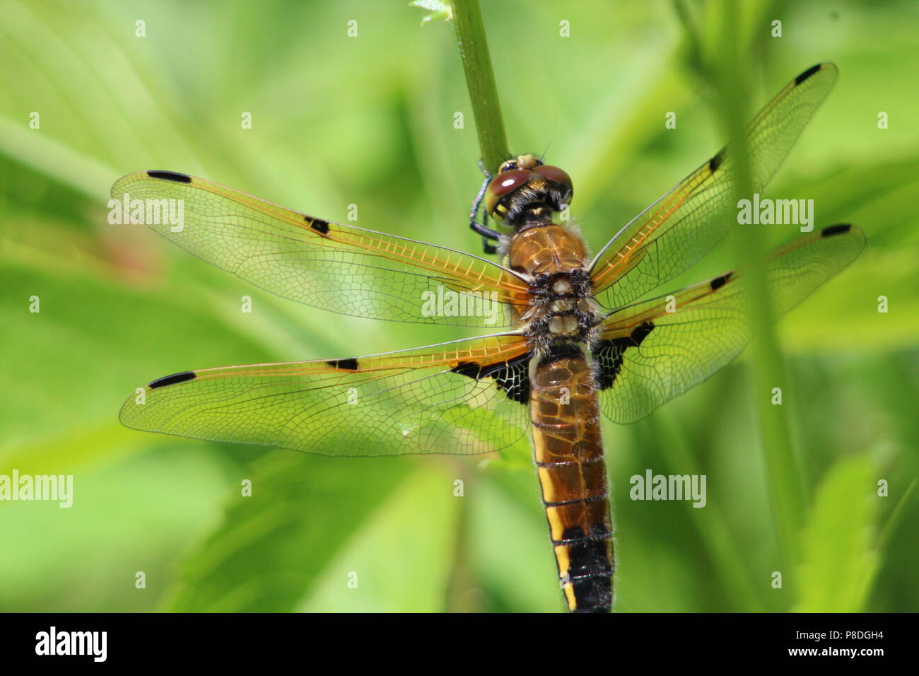 Dragon Fly Foto Stock